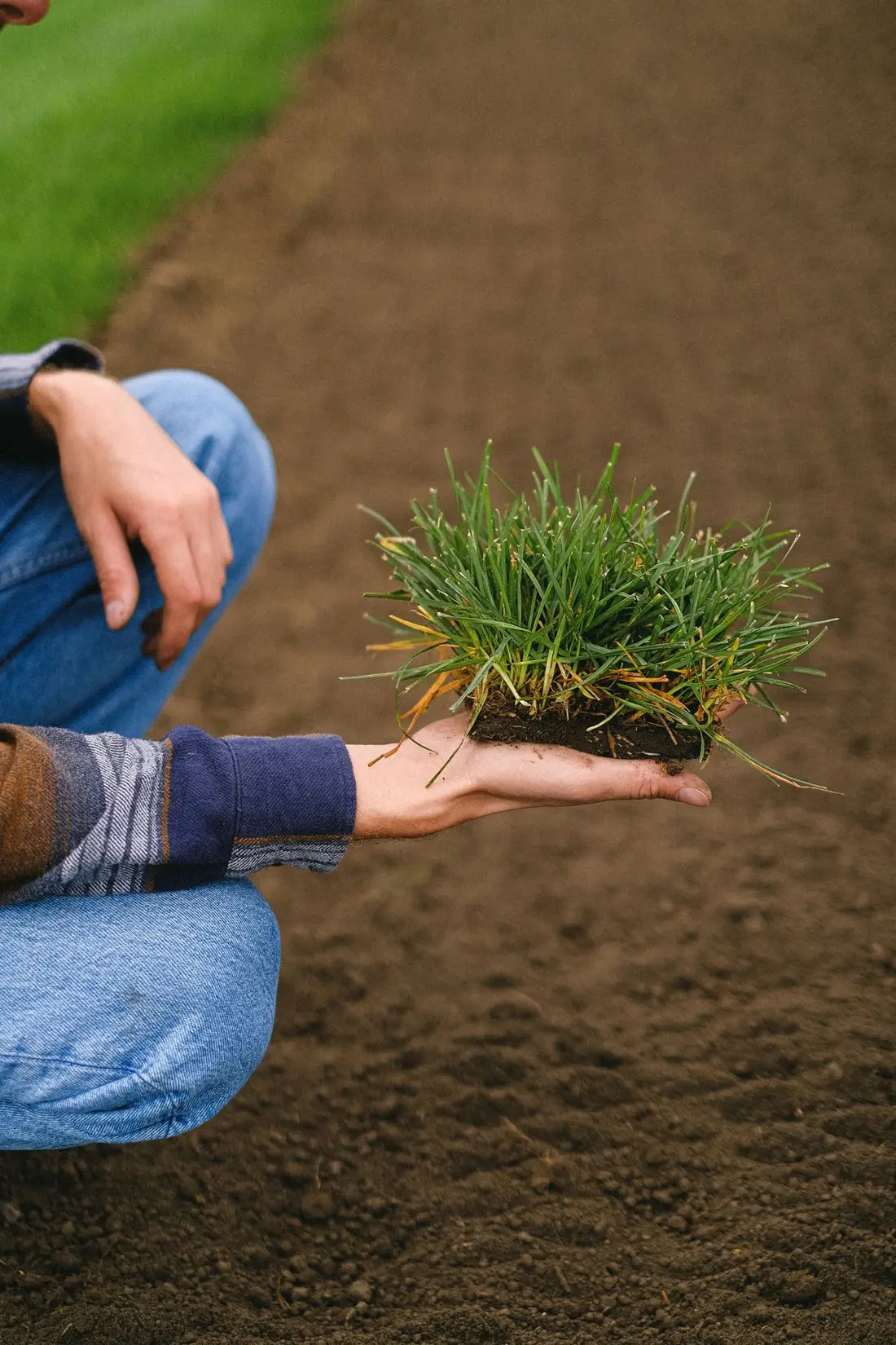 Lawn Fertilization
